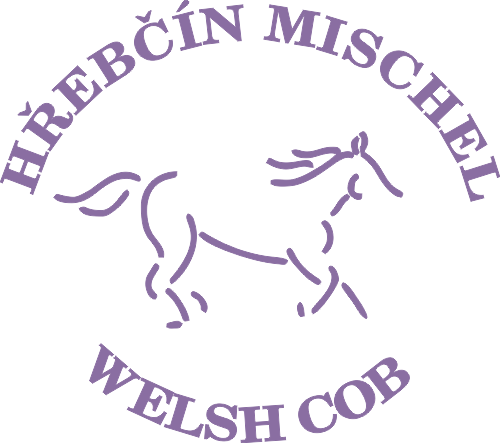 Mischel welsh cobs